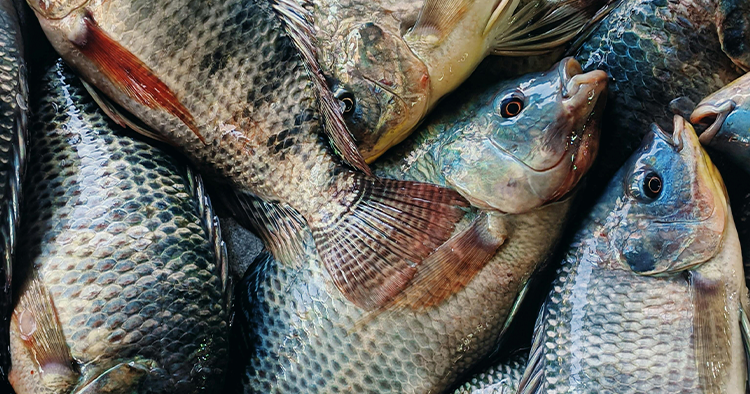 Famílias de Pedra Lavrada receberão peixes da Semana Santa nesta quarta-feira (16)